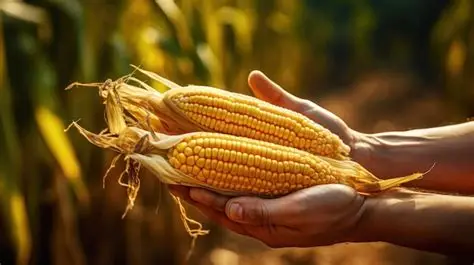 Cultivo de maíz amarillo