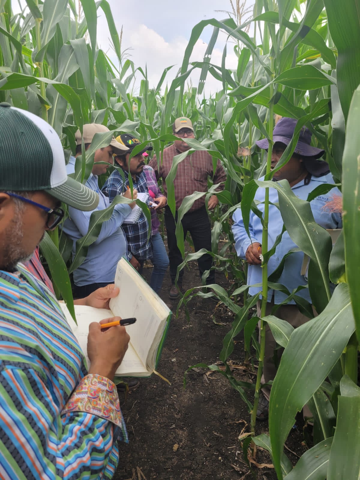 Plan de fertilización