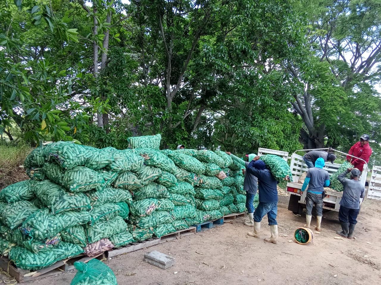 Cultivo de maíz blanco
