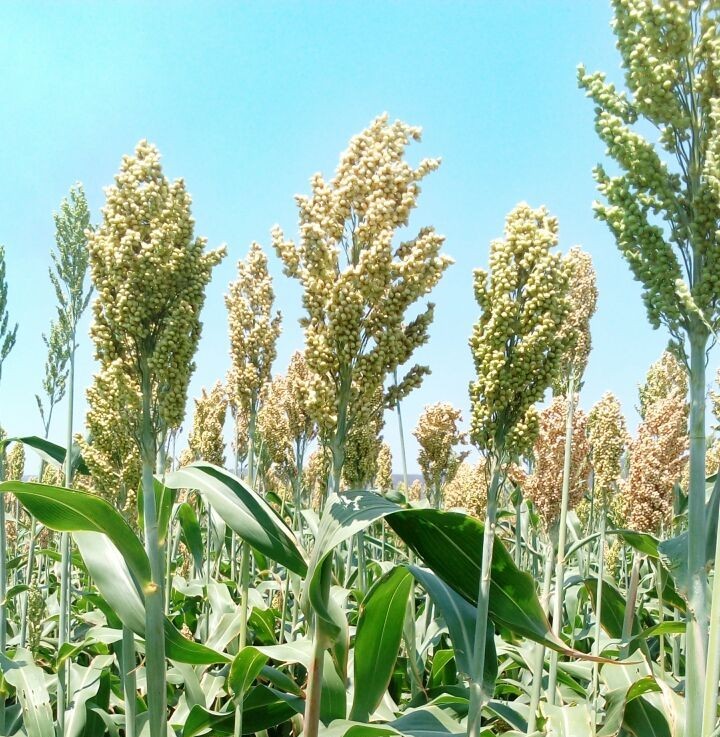 Sorgo Fortuna