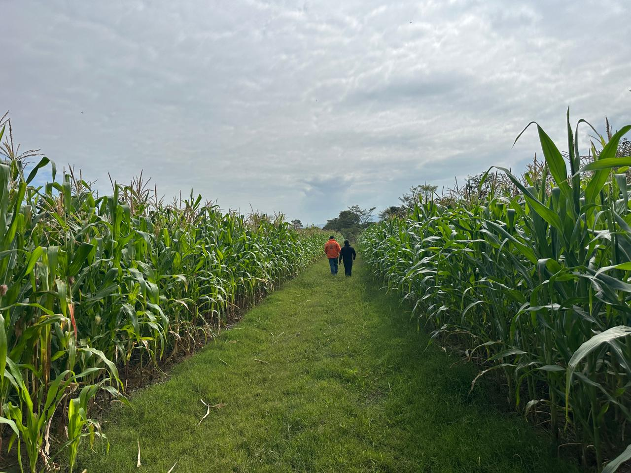 Campo de maíz PROASE